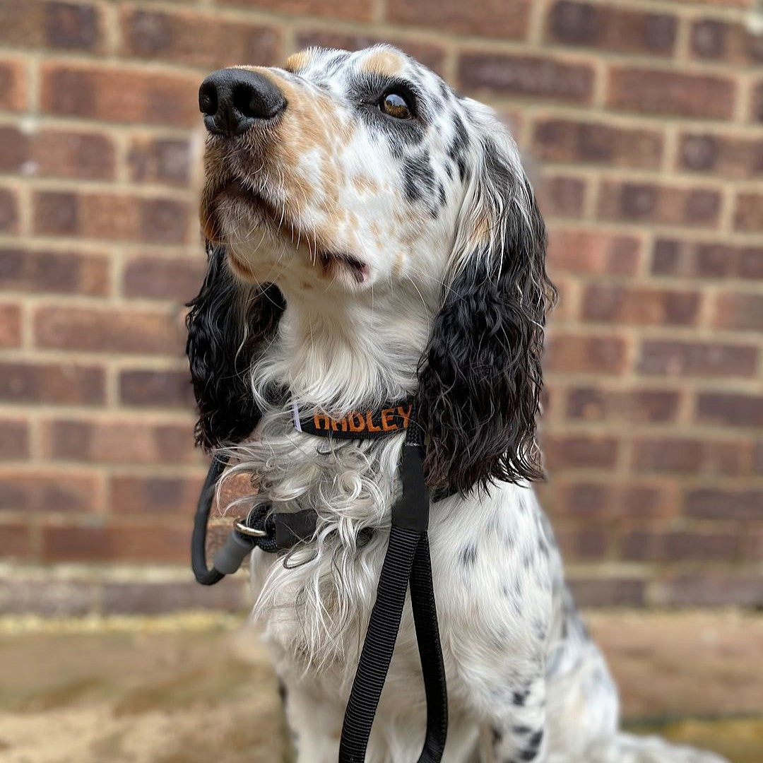 featured image of 2.5cm Combat® Collar | With Handle & Secure Clip - Black