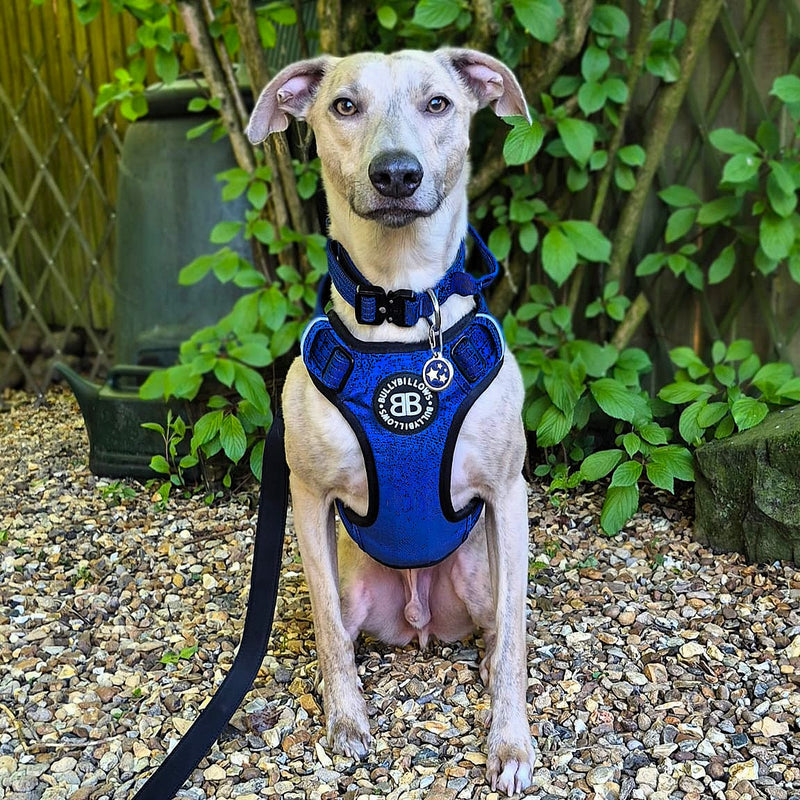 2.5cm Combat® Collar | With Handle & Secure Clip - Blue