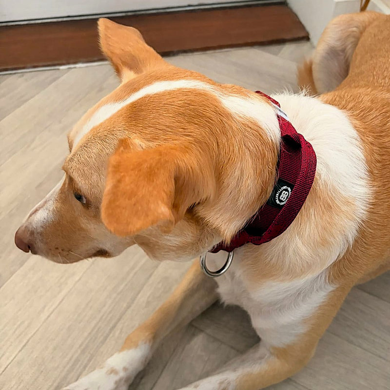 2.5cm Combat® Collar | With Handle & Secure Clip - Burgundy