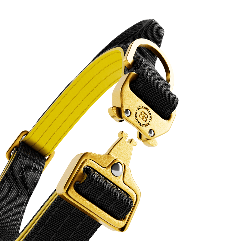 2.5cm Lighter Combat® Collar | Handle & Rated Clip - Black x Yellow
