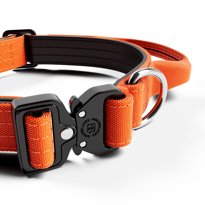 2.5cm Combat® Collar | With Handle & Rated Clip - Orange