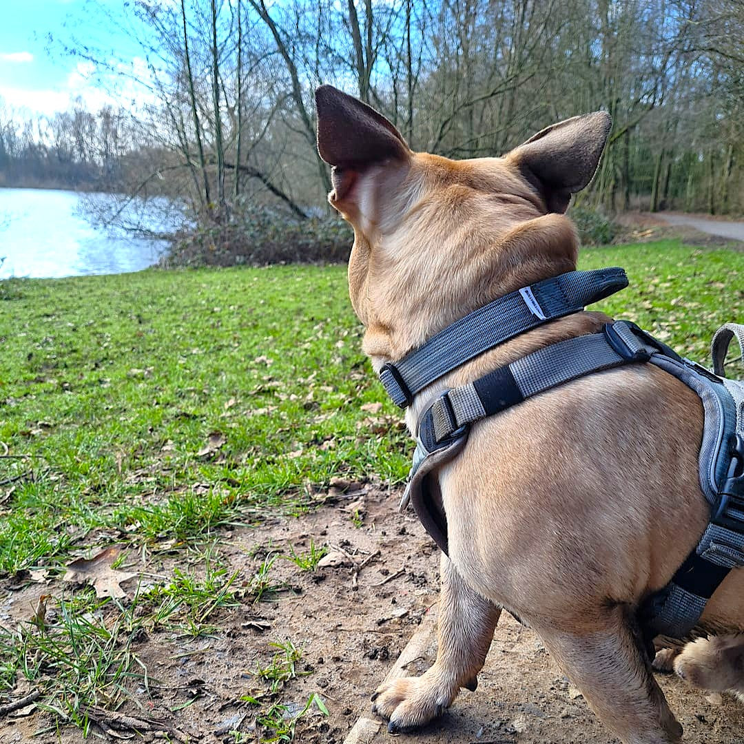 featured image of 2.5cm Combat® Collar | With Handle & Secure Clip - Metal Grey