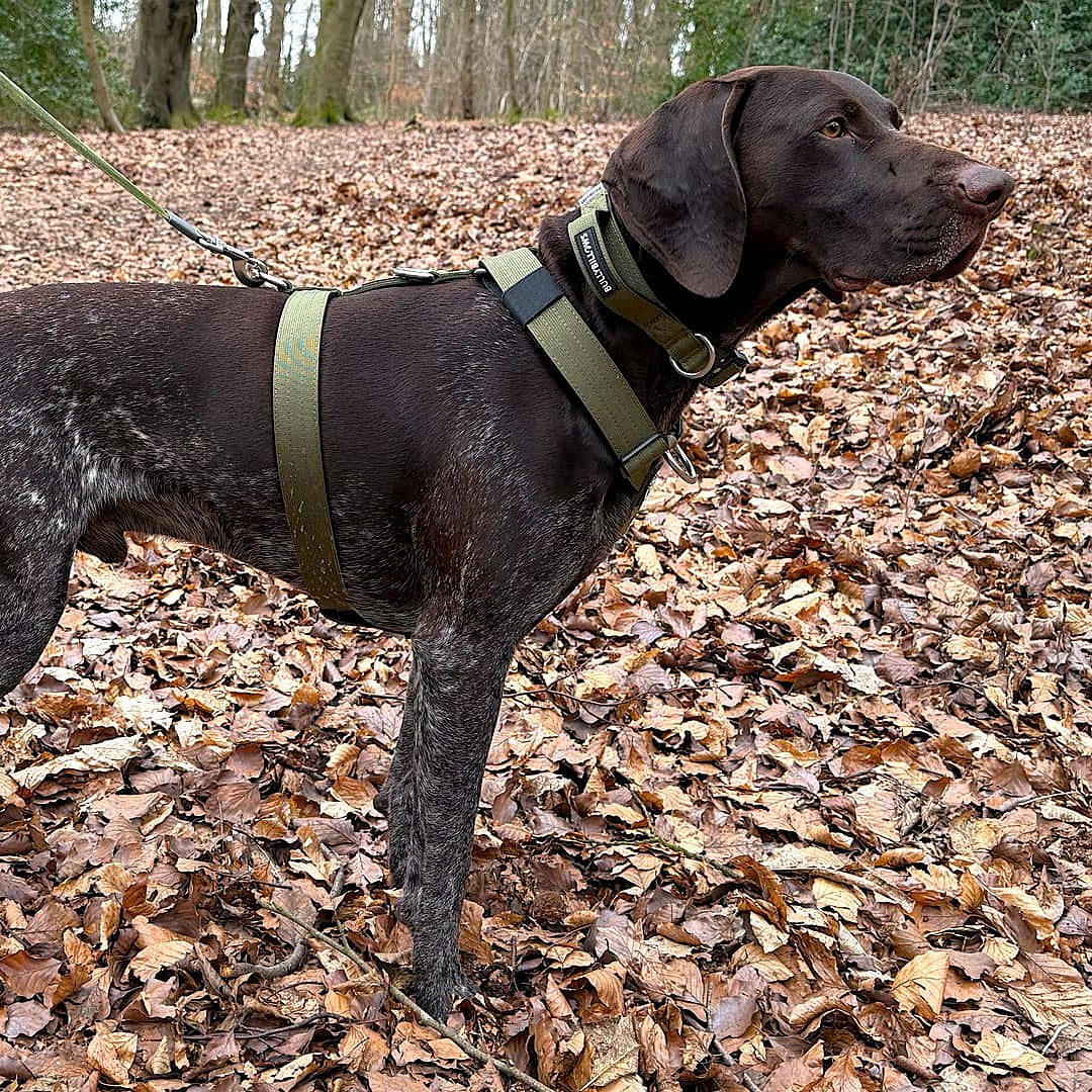 featured image of 2.5cm Combat® Collar | With Handle & Secure Clip - Khaki