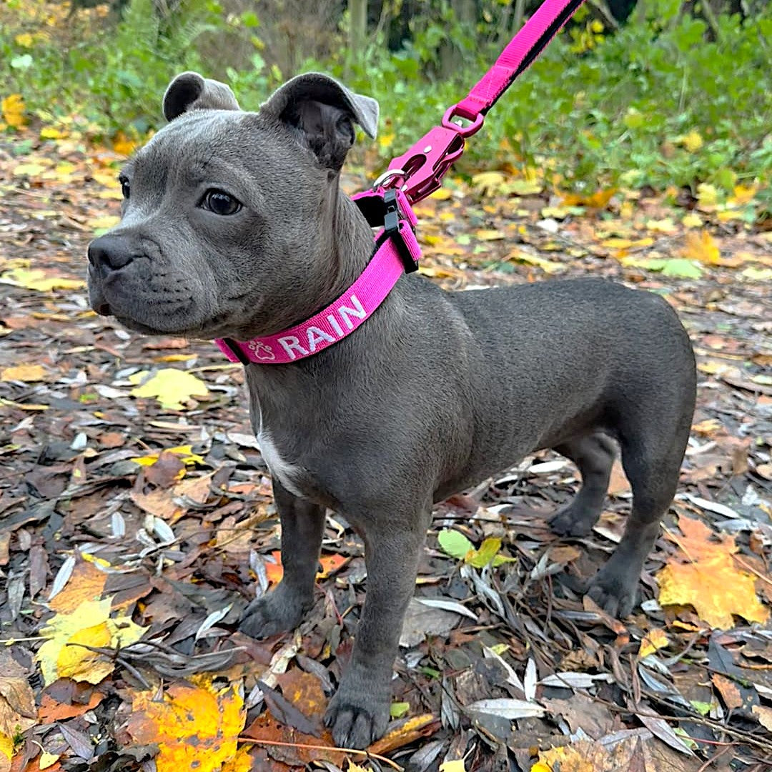 featured image of 2.5cm Combat® Collar | With Handle & Secure Clip - Magenta