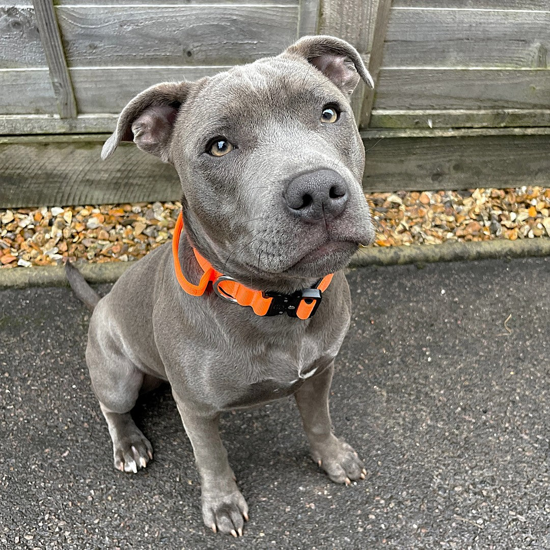 featured image of 2.5cm Combat® Collar | With Handle & Secure Clip - Orange