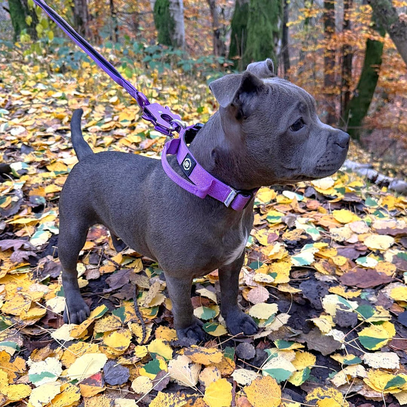 2.5cm Combat® Collar | With Handle & Secure Clip - Purple