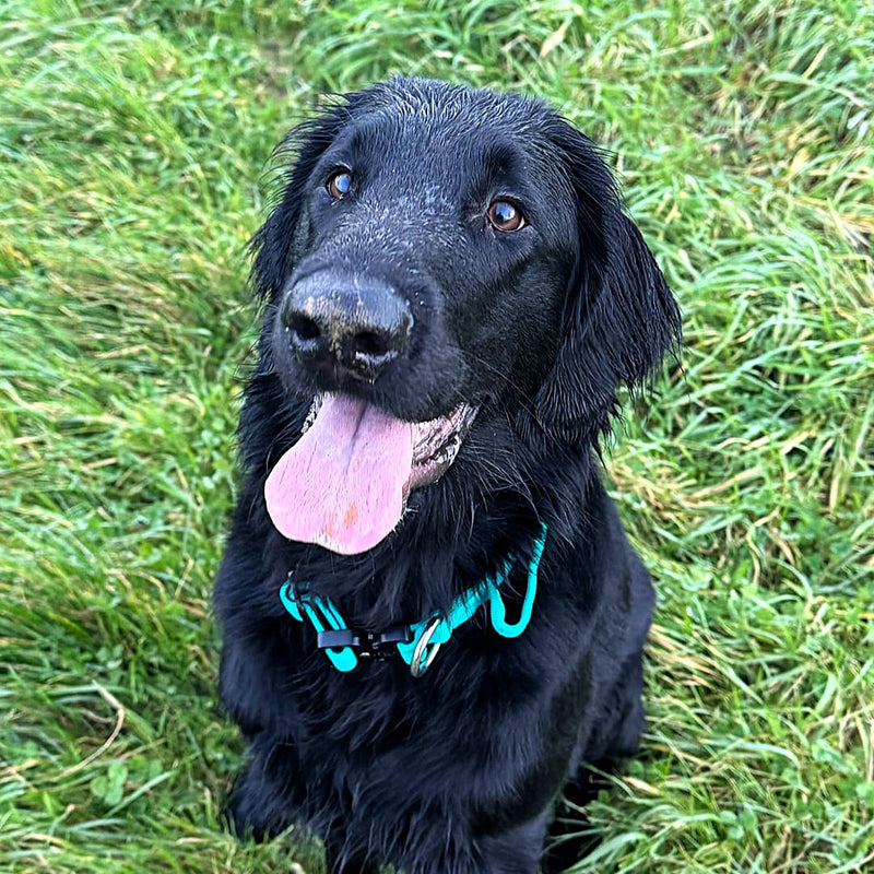 2.5cm Combat® Collar | With Handle & Secure Clip - Turquoise