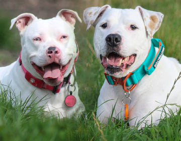 Pickle & Lily