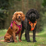 Hurricane Harness - Non Restrictive, With Handle, Adjustable & Reflective - All Breeds - Orange