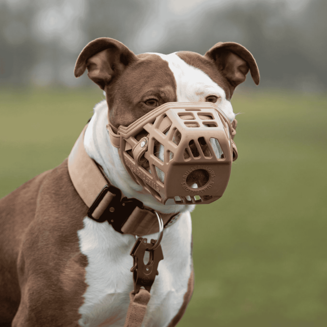 featured image of Premium Comfort Muzzle with 2 Straps - Doug Special Edition