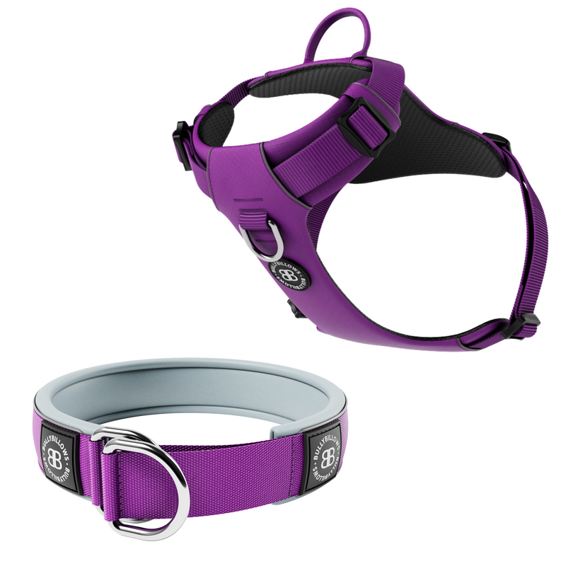 5cm Slip-on Collar & Air Harness Bundle – Purple x Metal Grey