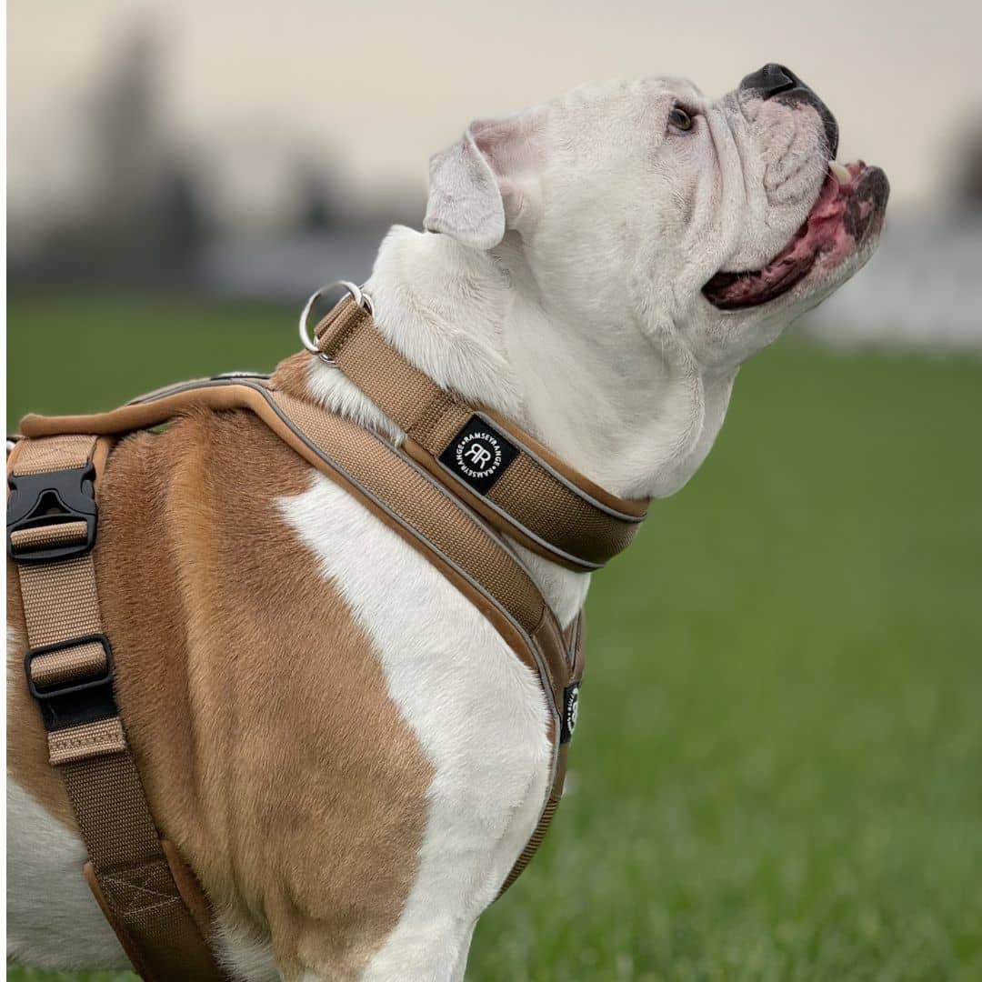 featured image of 3cm Slip on Collar | Foam Padded