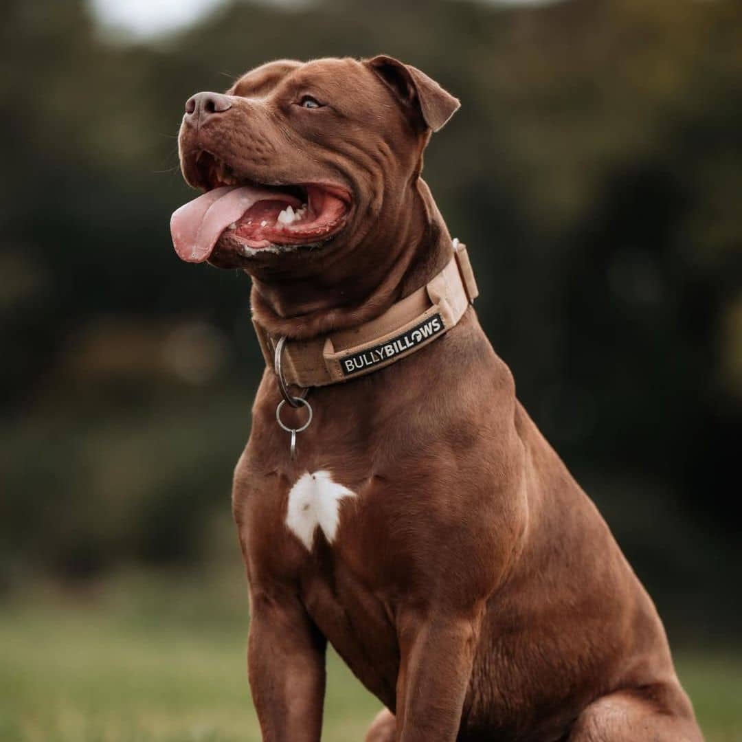 featured image of 4cm Combat® Collar | With Handle & Secure Clip