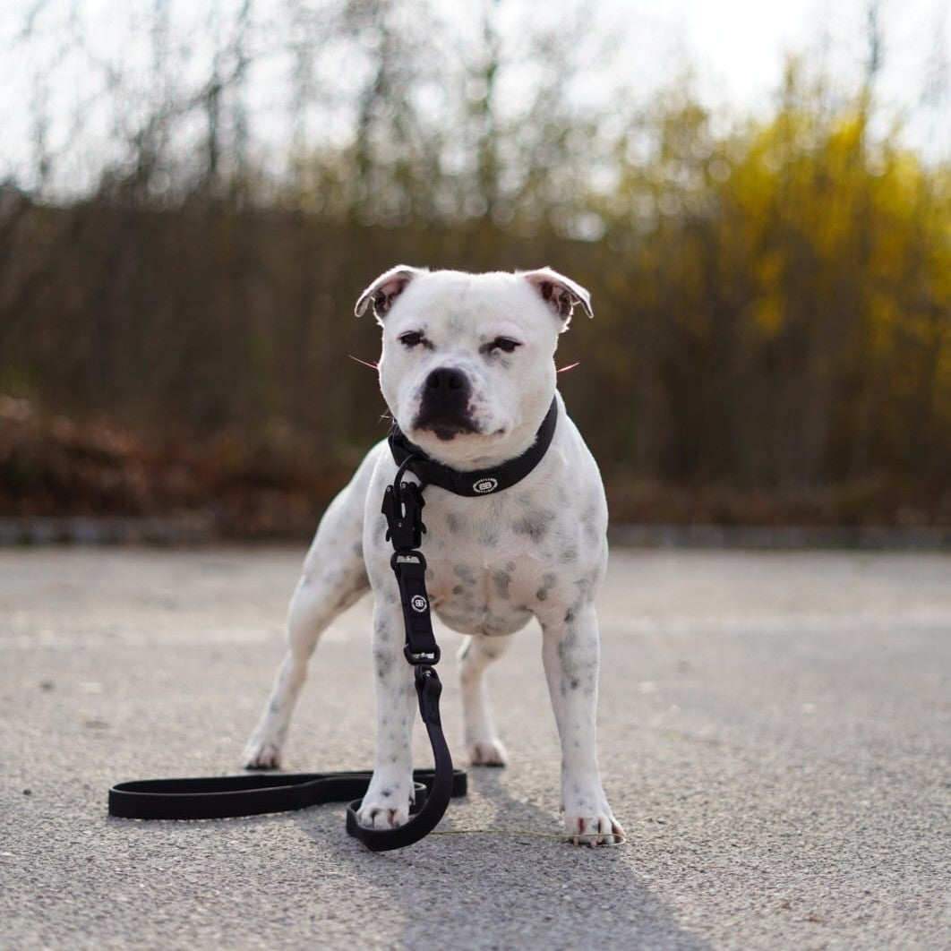featured image of 4cm Combat Waterproof Collar | Billowthane®