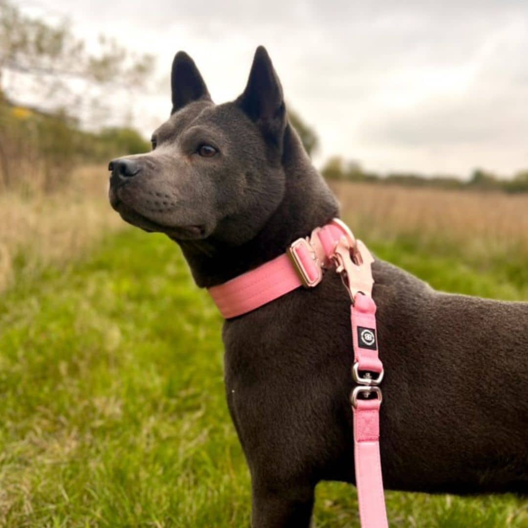 featured image of 4cm Combat® Collar | No Handle & Secure Clip