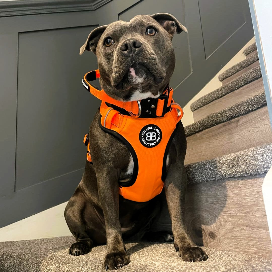 4cm Combat® Collar | With Handle & Secured Clip - Orange