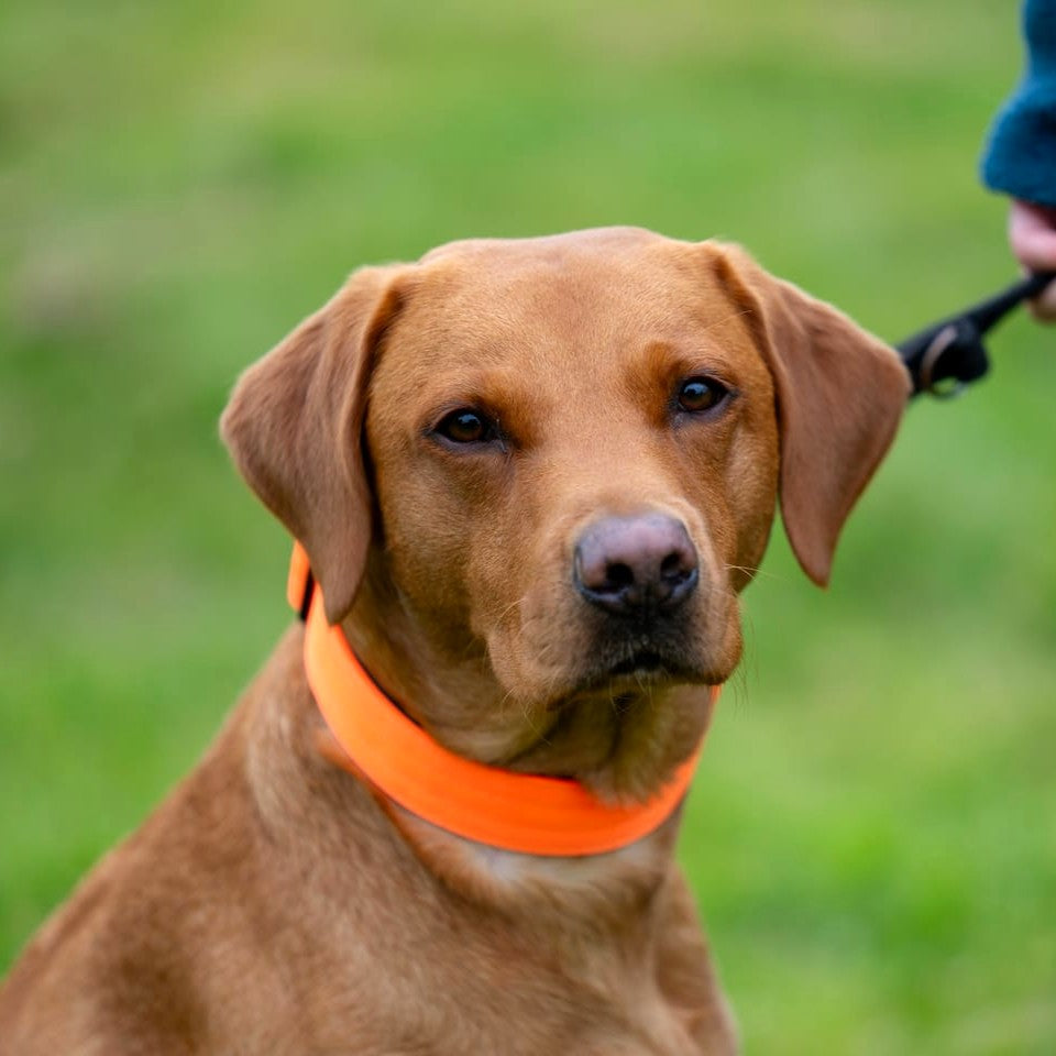 featured image of 4cm Combat® Collar | No Handle & Secured Clip - Orange