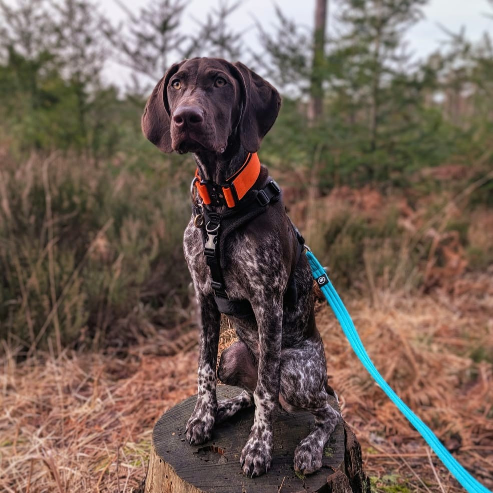 featured image of 4cm Combat® Collar | No Handle & Secured Clip - Orange