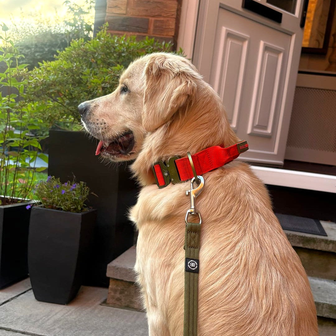 featured image of 4cm LIGHTER Combat® Collar | With Handle & Secure Clip - Burnt Orange X Khaki