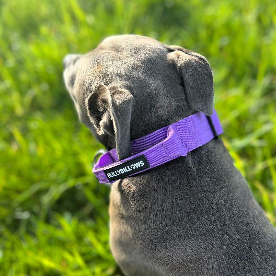 featured image of 4cm Combat® Collar | With Handle & Secured Clip - Purple