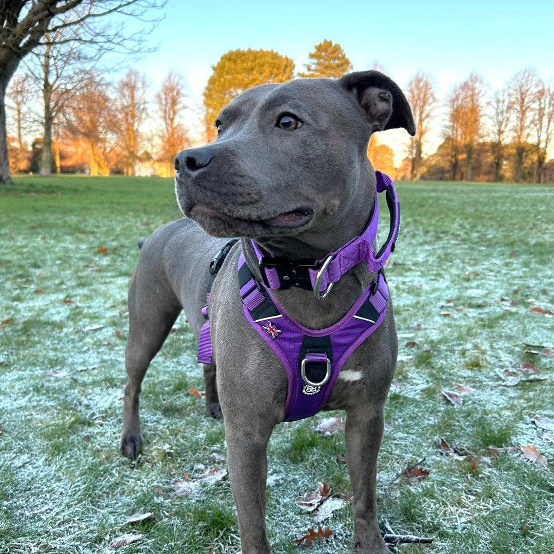 featured image of 4cm Combat® Collar | With Handle & Secured Clip - Purple