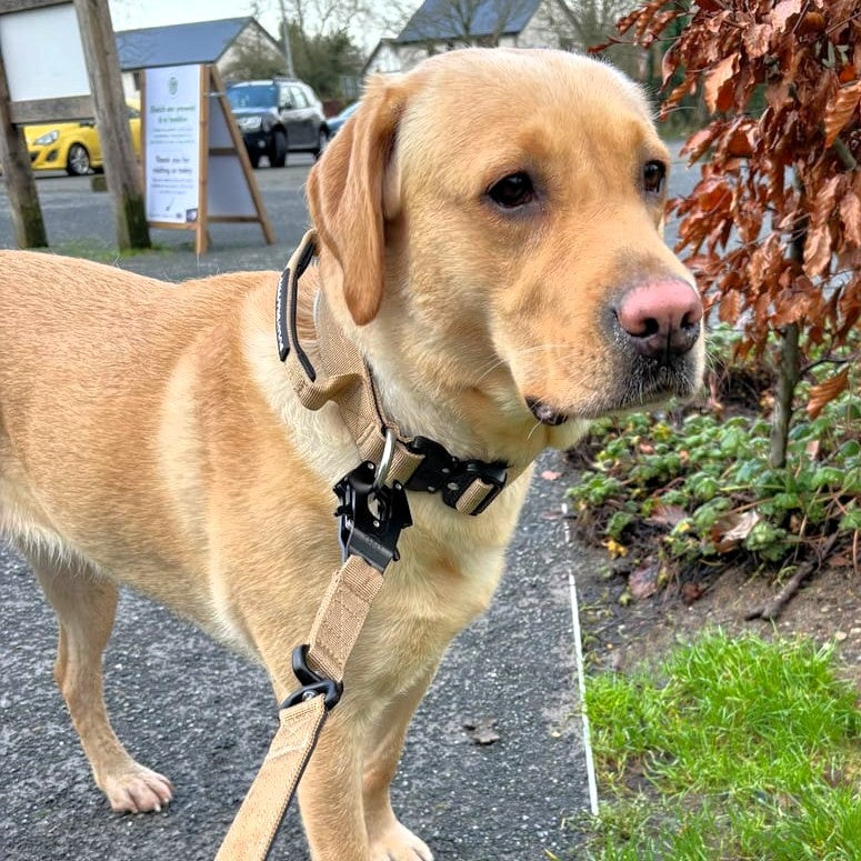 featured image of 4cm Combat® Collar | With Handle & Secured Clip - Tan