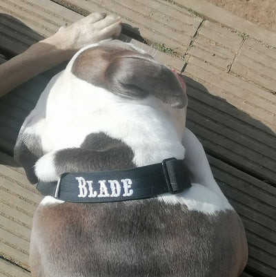 Black collar with white text in Saloon font
