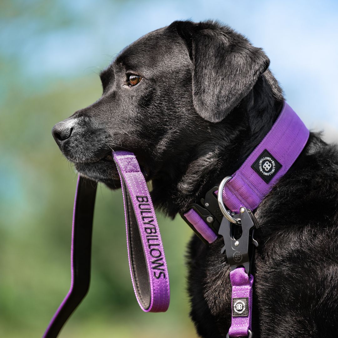 featured image of 5cm Combat® Collar | NO Handle & Secure Clip