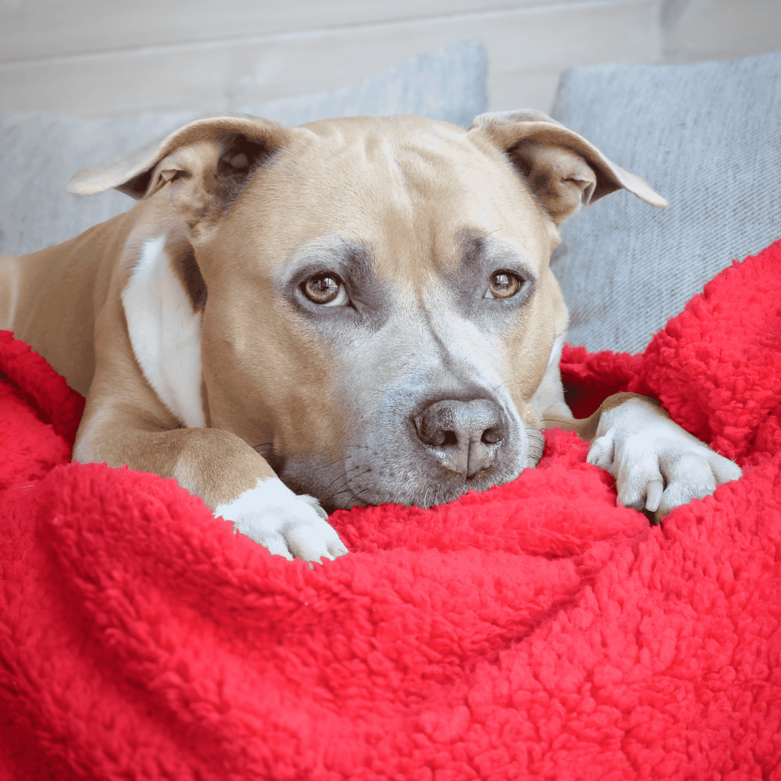 featured image of Nottingham Forest Edition | Luxury Dog & Human Blanket