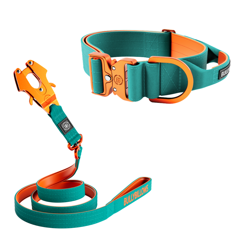 5cm Lighter Combat® Collar & Swivel Lead Bundle - Turquoise x Orange