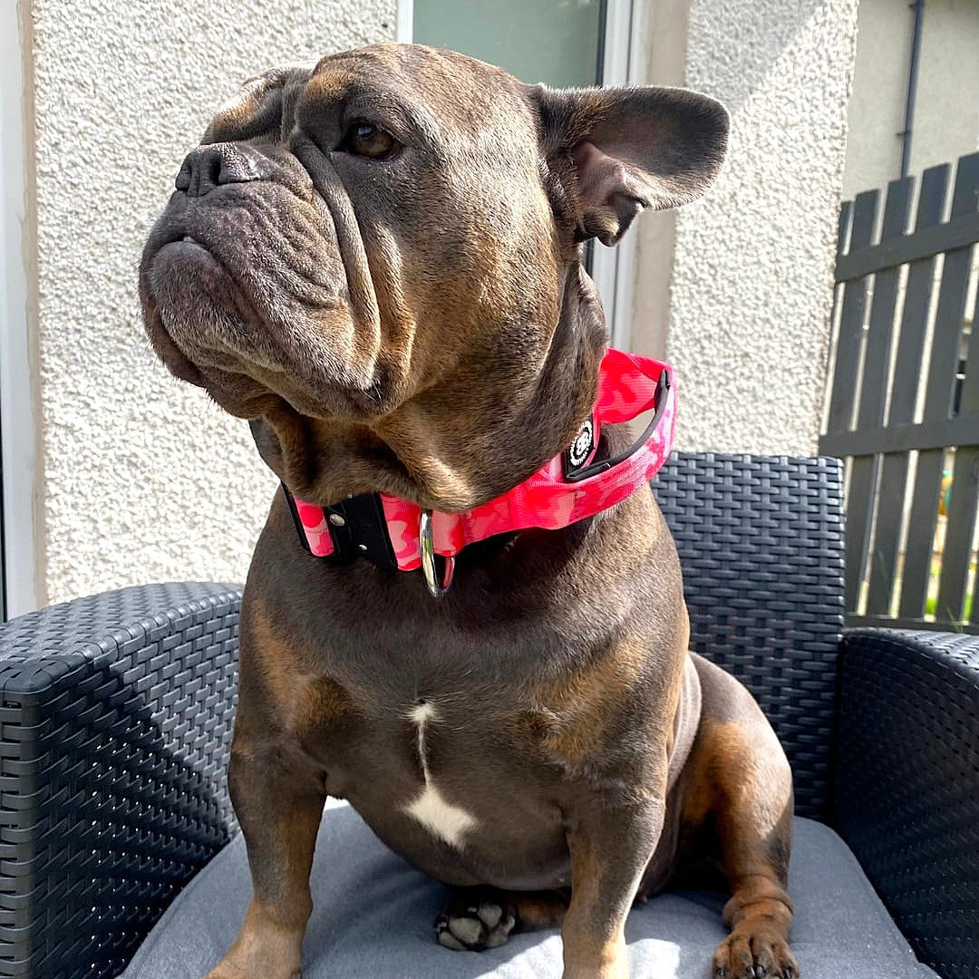 featured image of 5cm Combat® Collar | With Handle & Secure Clip - Bubblegum