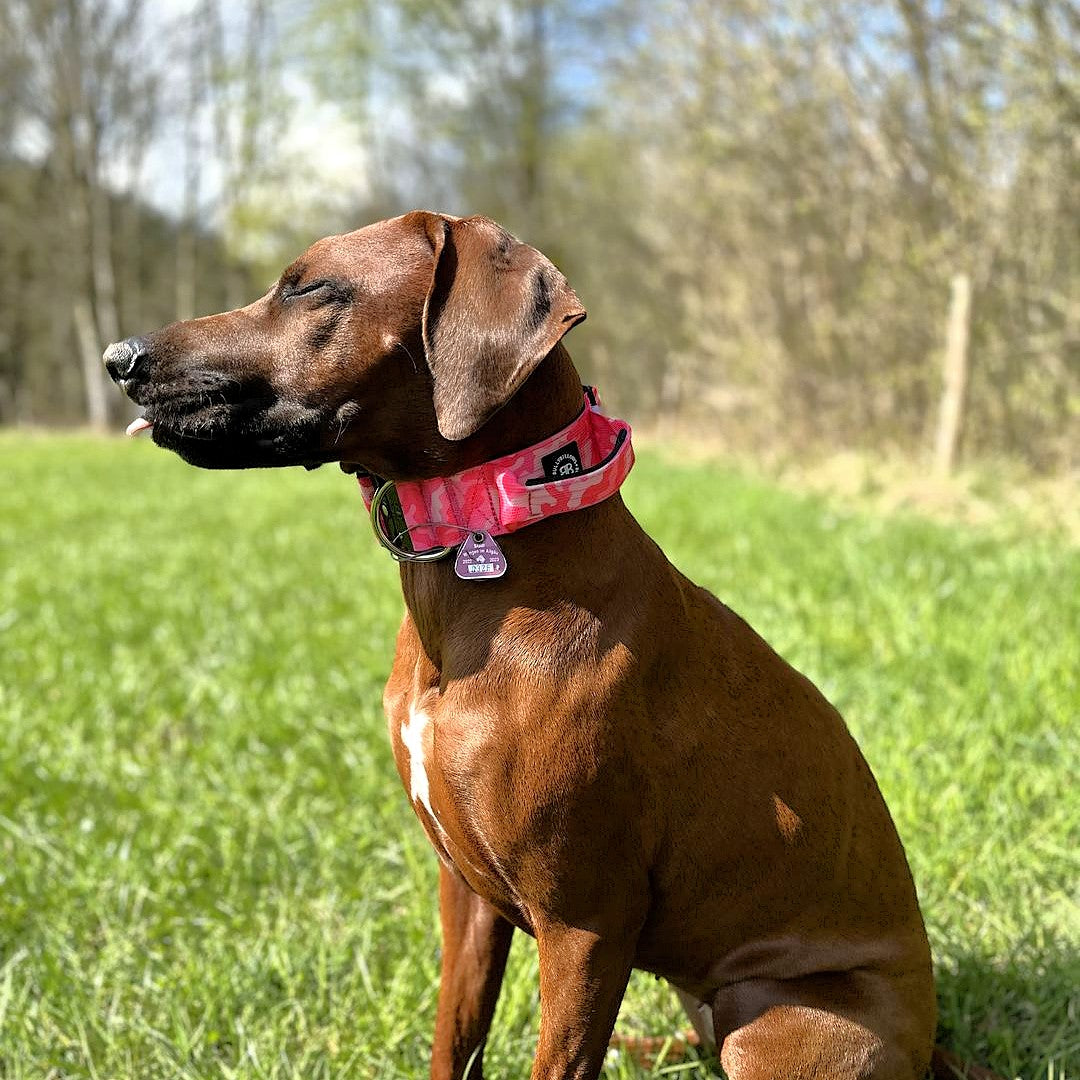 featured image of 5cm Combat® Collar | With Handle & Secure Clip - Bubblegum