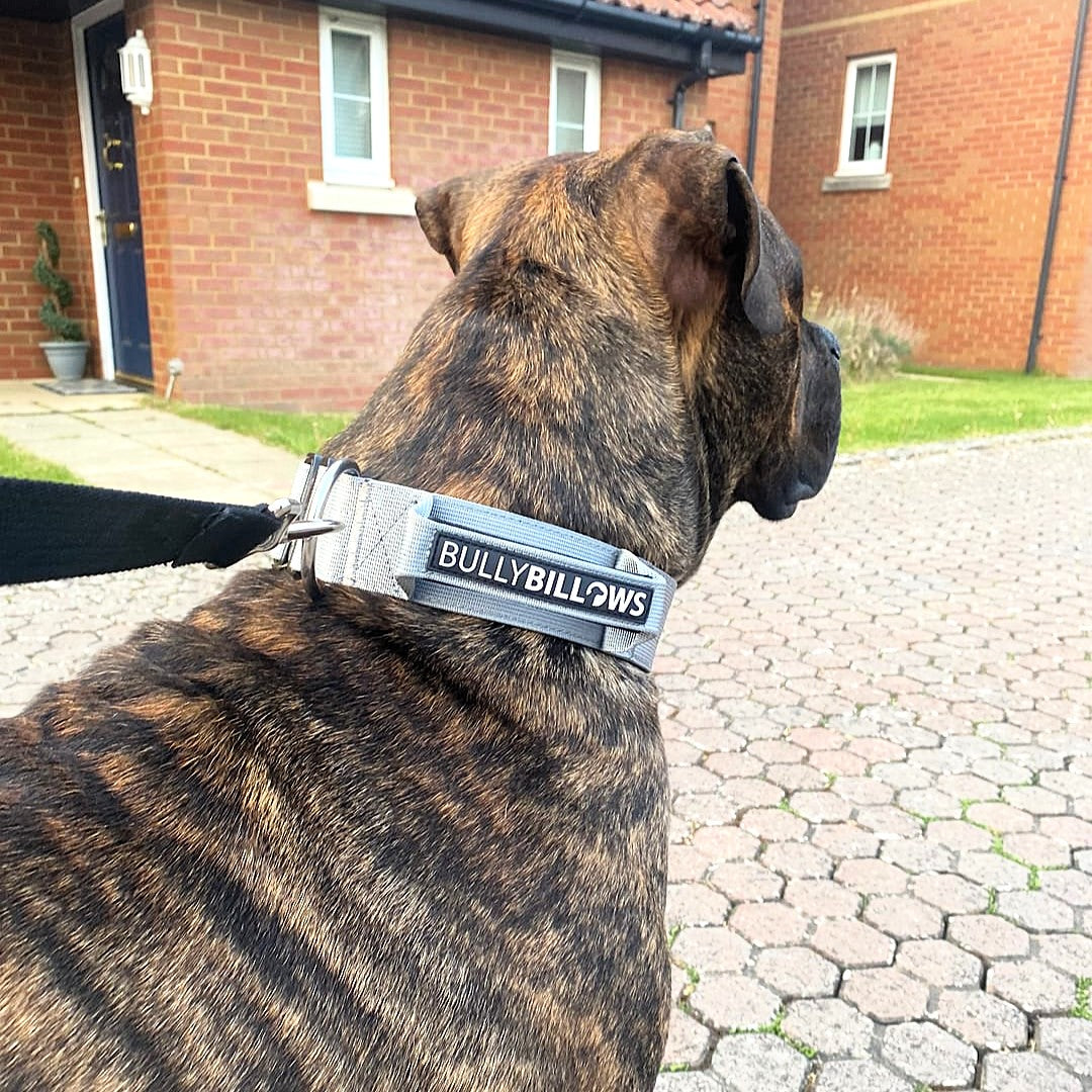 featured image of 5cm Combat® Collar | With Handle & Secure Clip - Metal Grey