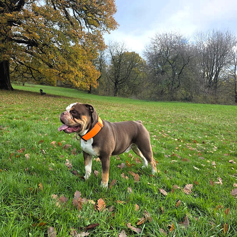 5cm Combat® Collar | NO Handle & Secure Clip - Orange