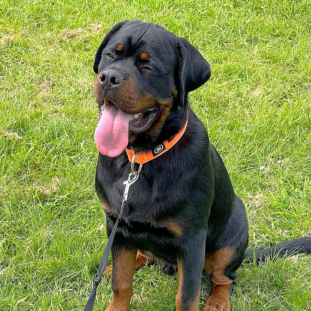 featured image of 5cm Combat® Collar | NO Handle & Secure Clip - Orange