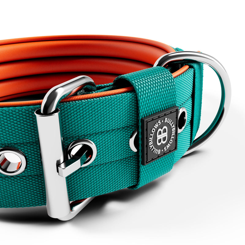 5cm Nylon Dog Collar | NO Handle - Turquoise & Orange