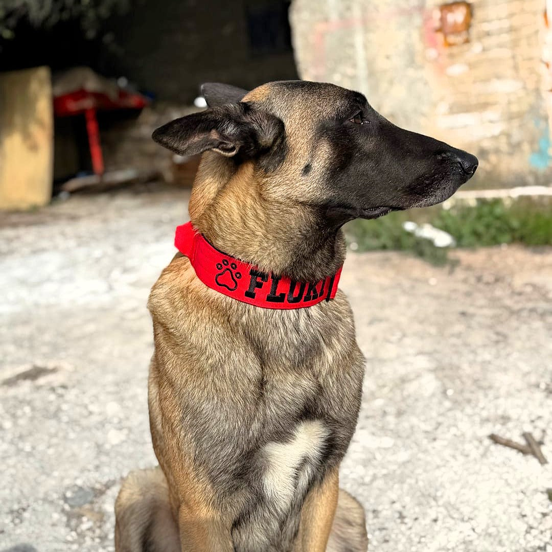 featured image of 5cm Combat® Collar | With Handle & Secure Clip - Red