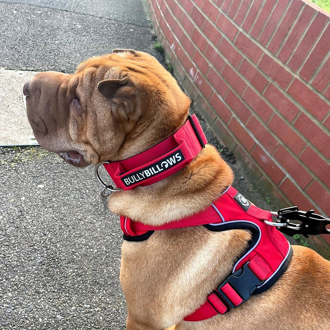 featured image of 5cm Combat® Collar | With Handle & Secure Clip - Red