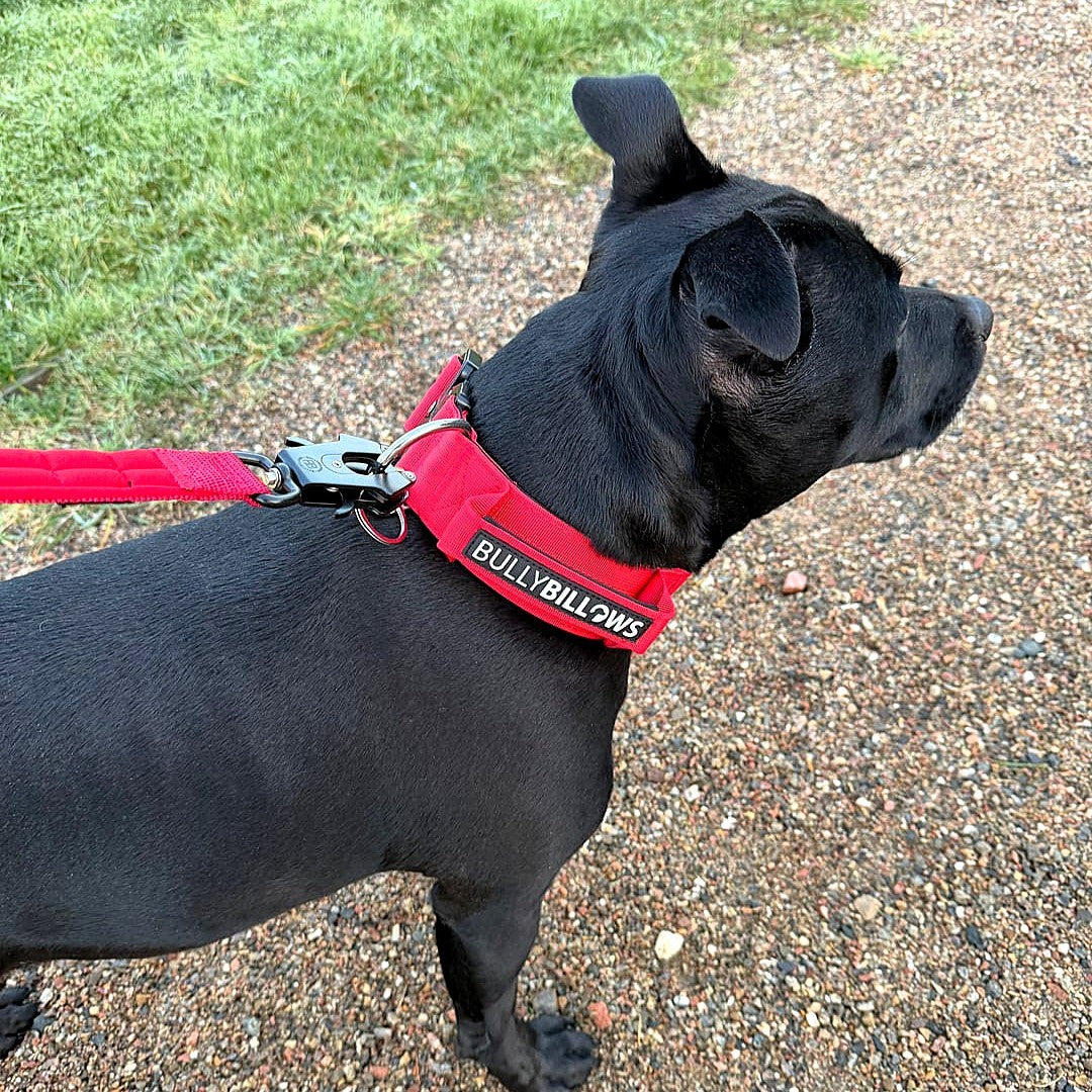 featured image of 5cm Combat® Collar | With Handle & Secure Clip - Red