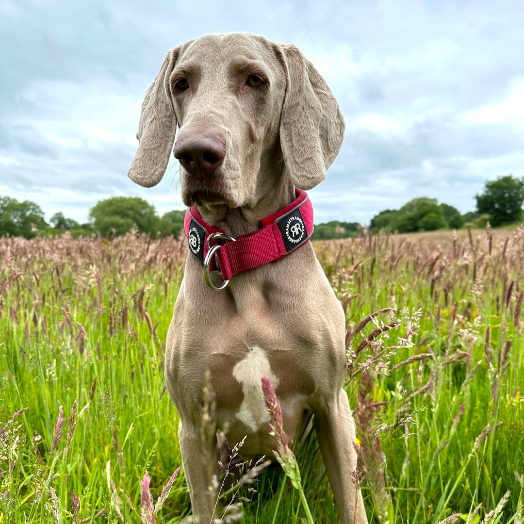 featured image of 5cm Slip on Collar | Foam Padded - Burgundy