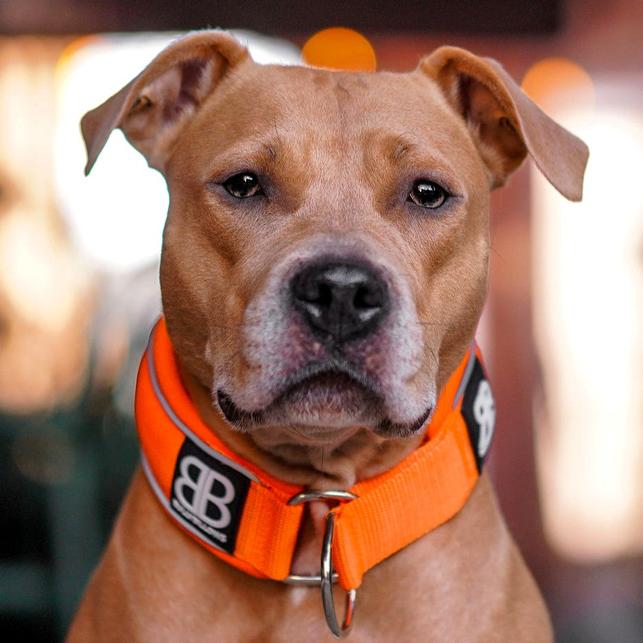 featured image of 5cm Slip on Collar - Orange