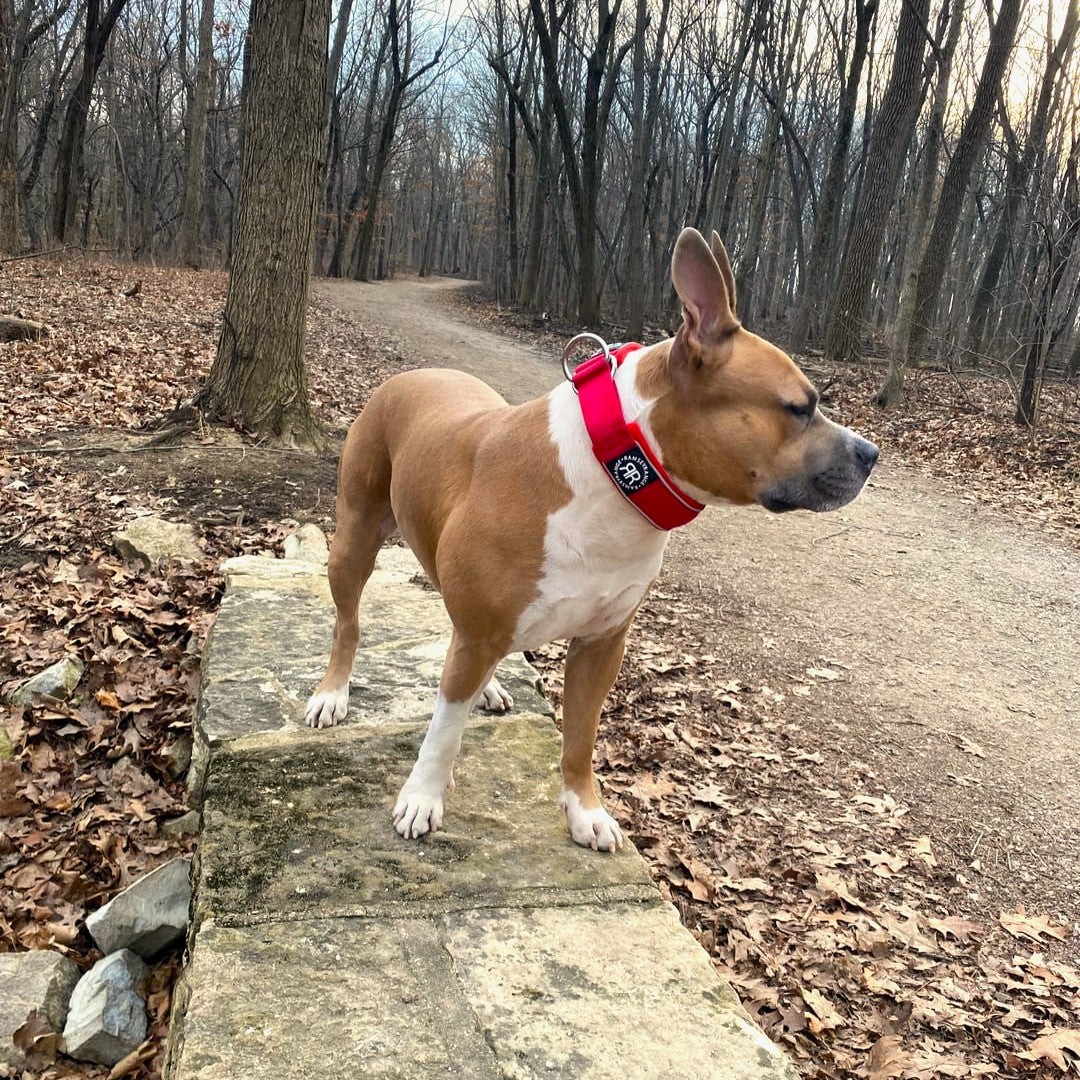 featured image of 5cm Slip on Collar | Foam Padded - Red