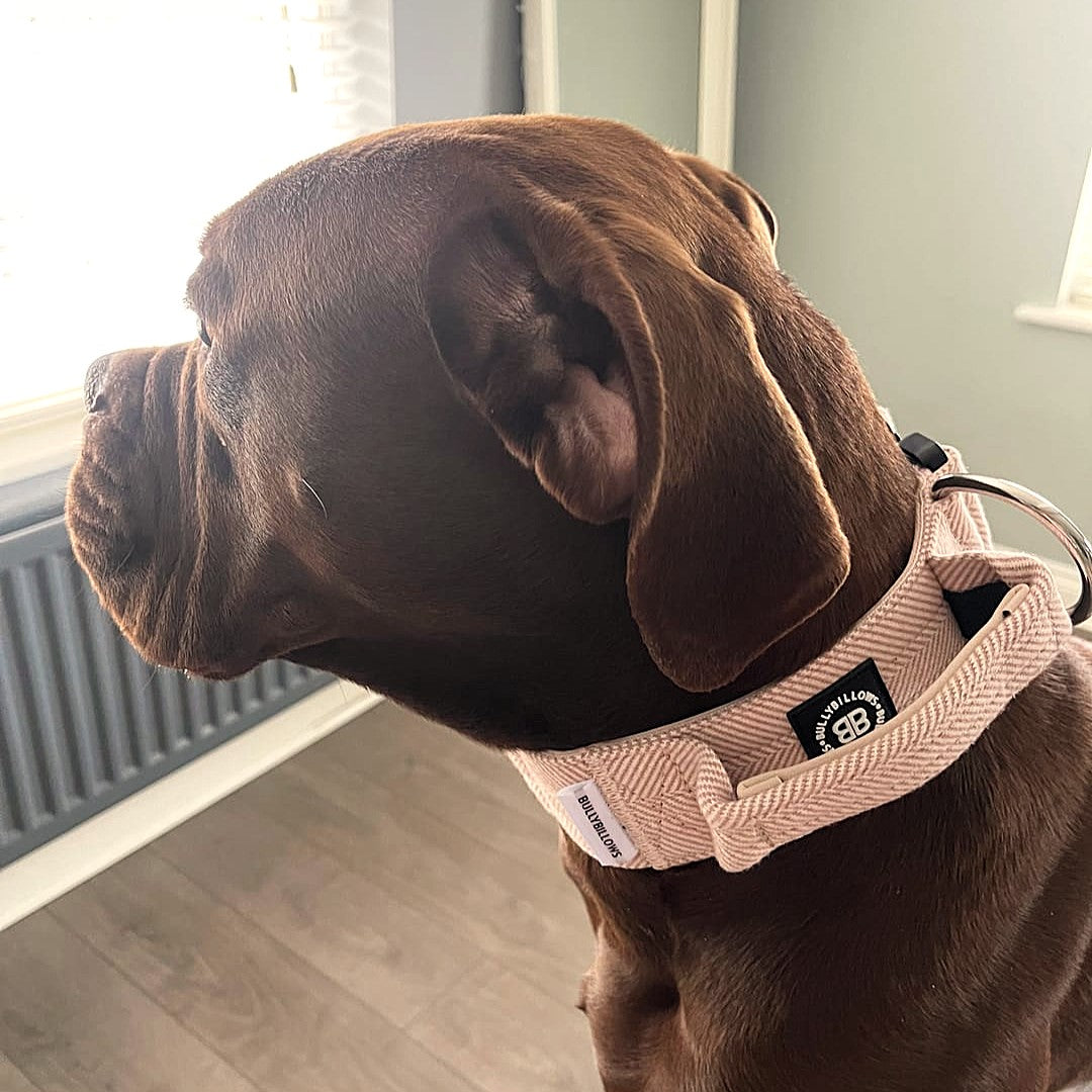 featured image of 5cm Herringbone Combat® Collar | With Handle & Secure Clip - Elegant Cream