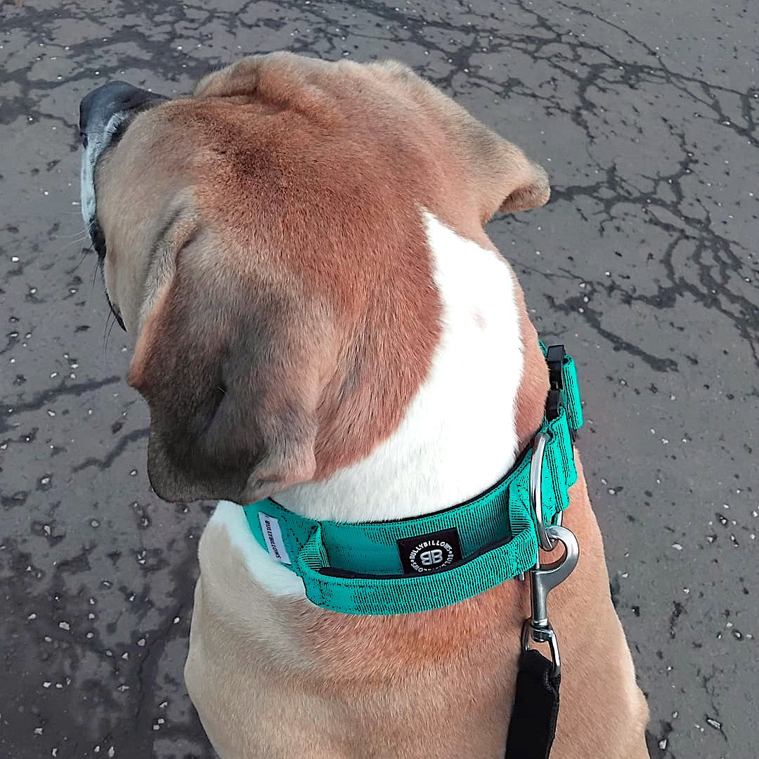 featured image of 5cm Combat® Collar | With Handle & Secure Clip - Turquoise