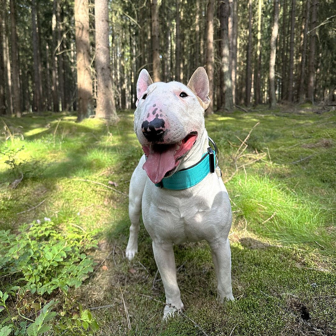 featured image of 5cm Combat® Collar | With Handle & Secure Clip - Turquoise