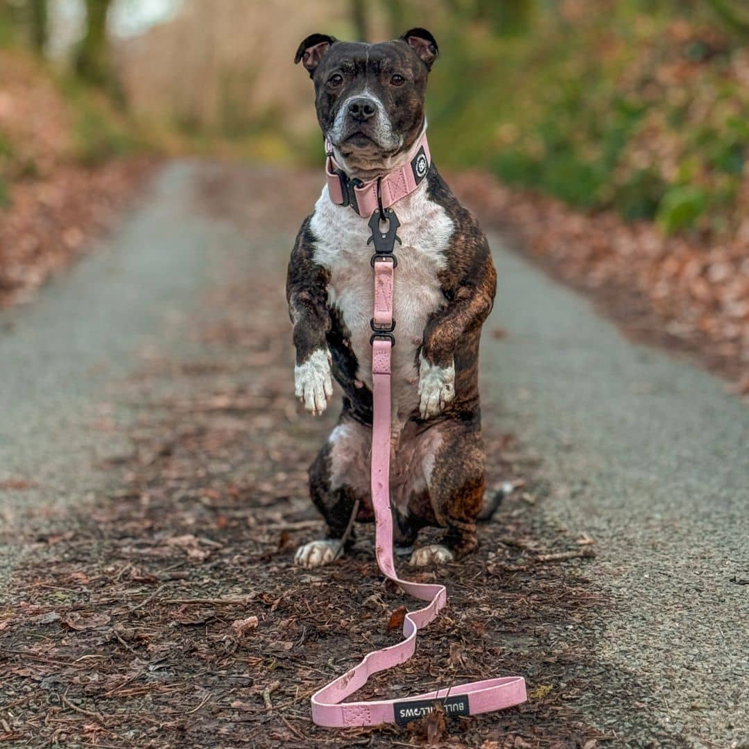 featured image of 5cm Combat Waterproof Collar | Billowthane®