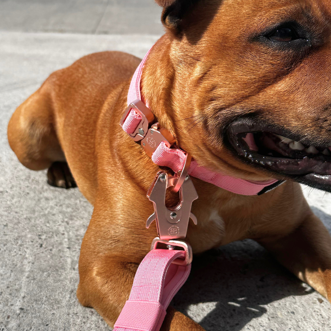 featured image of Adjustable Combat® Traffic Lead - Pink x Pink