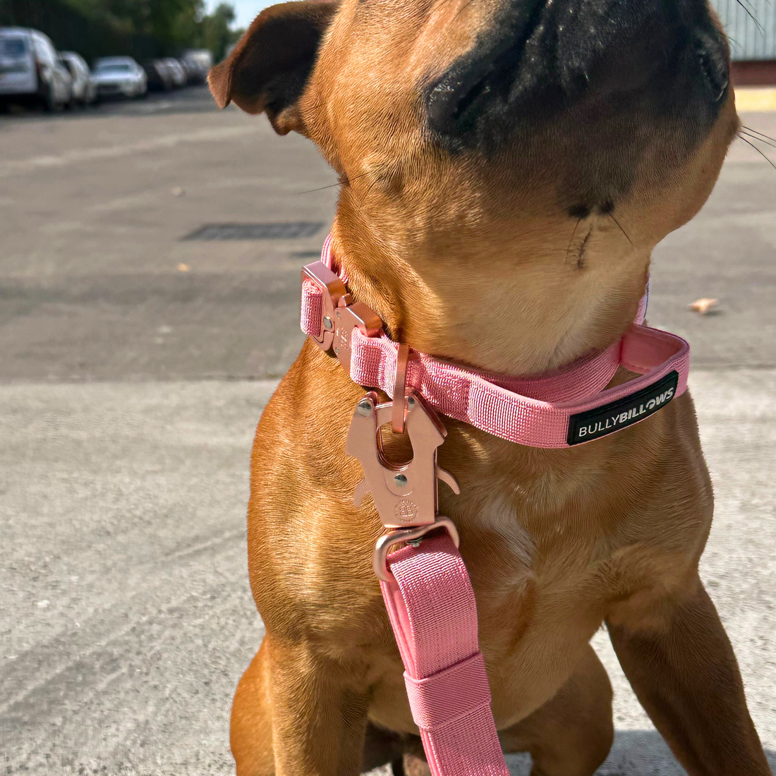 featured image of Adjustable Combat® Traffic Lead - Pink x Pink
