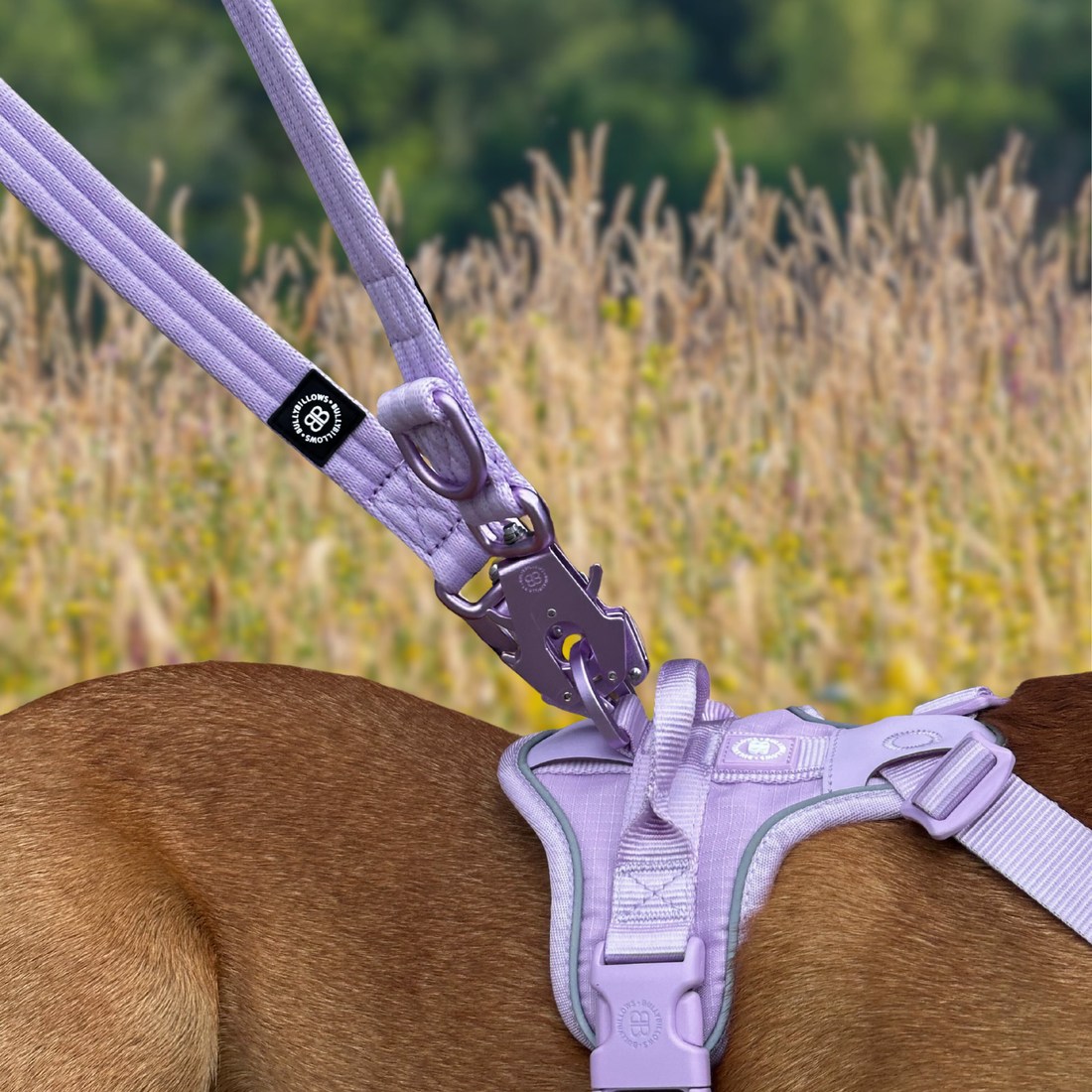 featured image of Lightweight Training Double Ended Dog Lead | 2m Length - Grey