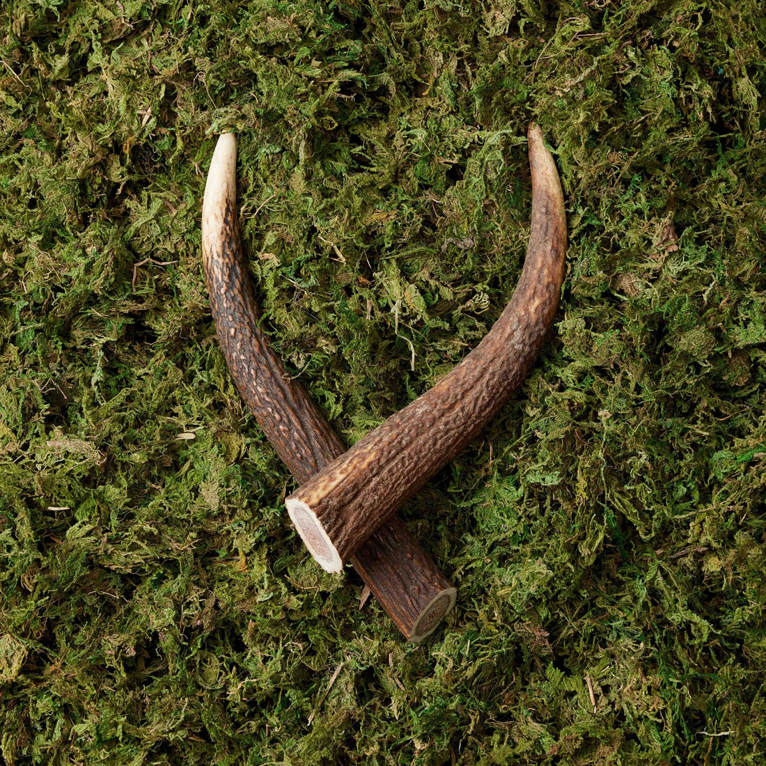 featured image of Whole Antlers